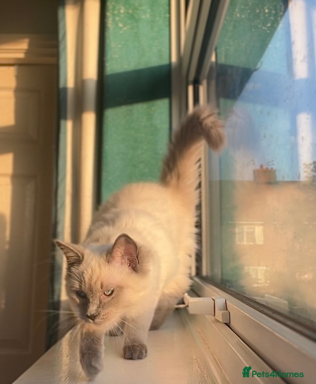 Mixed Breed cats for sale: TWO FEMALES NEED HOMES- Ragdoll mix and Devon Rex - Advert 14