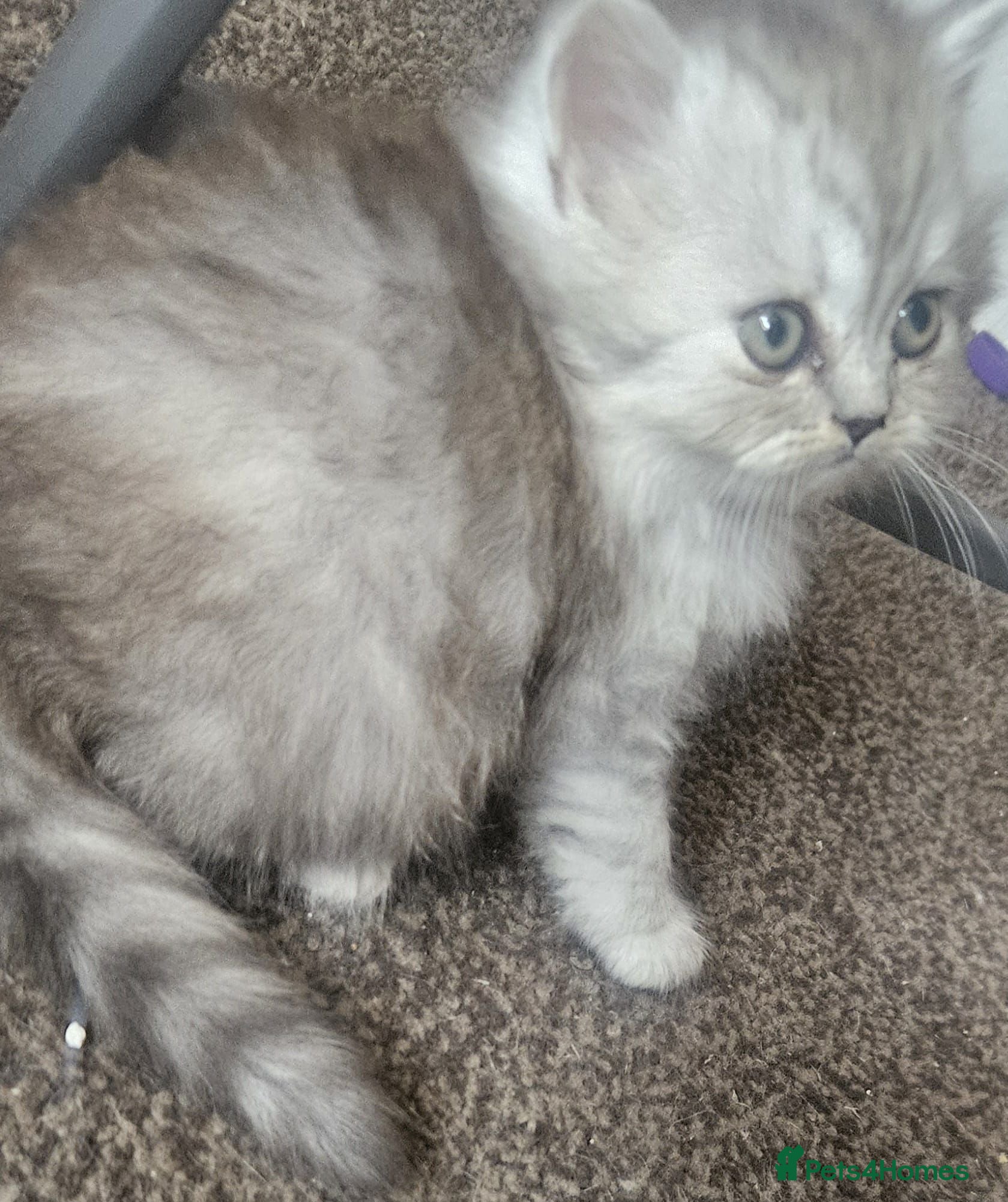 Persian cats 4 beautiful persain  kittens  for sale  - Advert 2