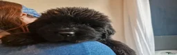 Newfoundland dogs for sale: KC Registered Black Newfoundland Puppies  - Advert 10