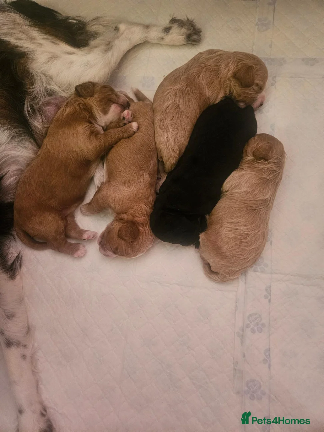 Cavapoo dogs for sale: Extensively health tested cavapoo puppies - Advert 4
