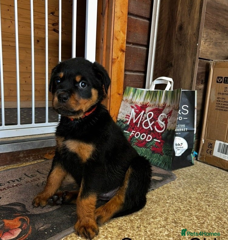 Rottweiler dogs Elegant chunky big bones - Advert 6