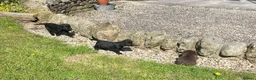 Cocker Spaniel dogs for sale: Cocker spaniel puppies  - Advert 12
