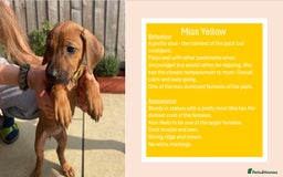 Rhodesian Ridgeback dogs for sale: Pedigree Ridgeback Puppies - READY FOR NEW HOMES in Scunthorpe - Image 18