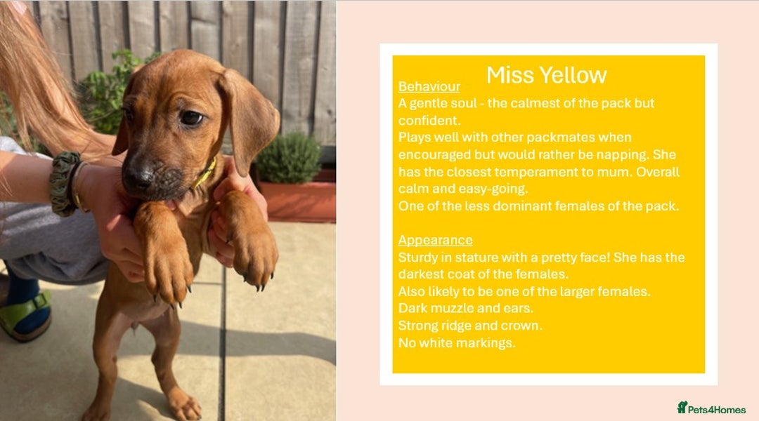 Rhodesian Ridgeback dogs for sale: Pedigree Ridgeback Puppies - READY FOR NEW HOMES in Scunthorpe - Image 18