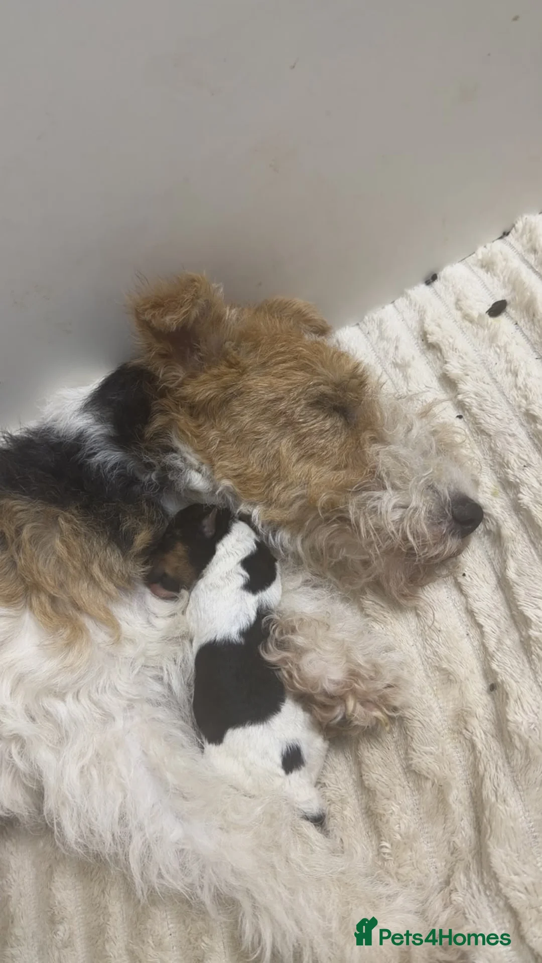 Fox Terrier dogs for sale: Wired fox terrier puppies  - Advert 2