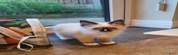 Ragdoll cats for sale: 💕Beautiful GCCF Registered Ragdoll Kittens. - Advert 20