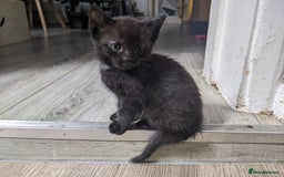 Mixed Breed cats for sale: Bigger kittens for rehoming - Image 7