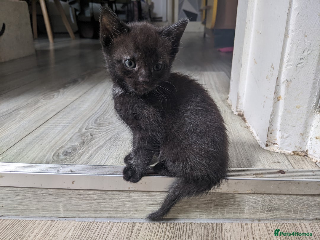Mixed Breed cats for sale: Bigger kittens for rehoming - Image 7