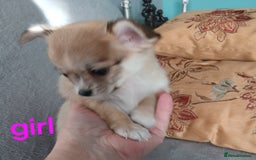 Chihuahua dogs for sale: I am looking for a loving home for my puppies  - Image 7