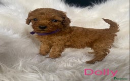 Miniature Poodle dogs for sale: Gorgeous Red Minature Poodles Puppies  - Image 12