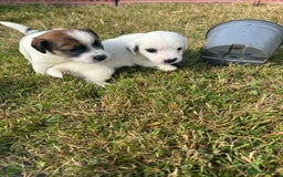 Jack Russell dogs for sale: Pedigree Jack Russell Puppies  - Image 24