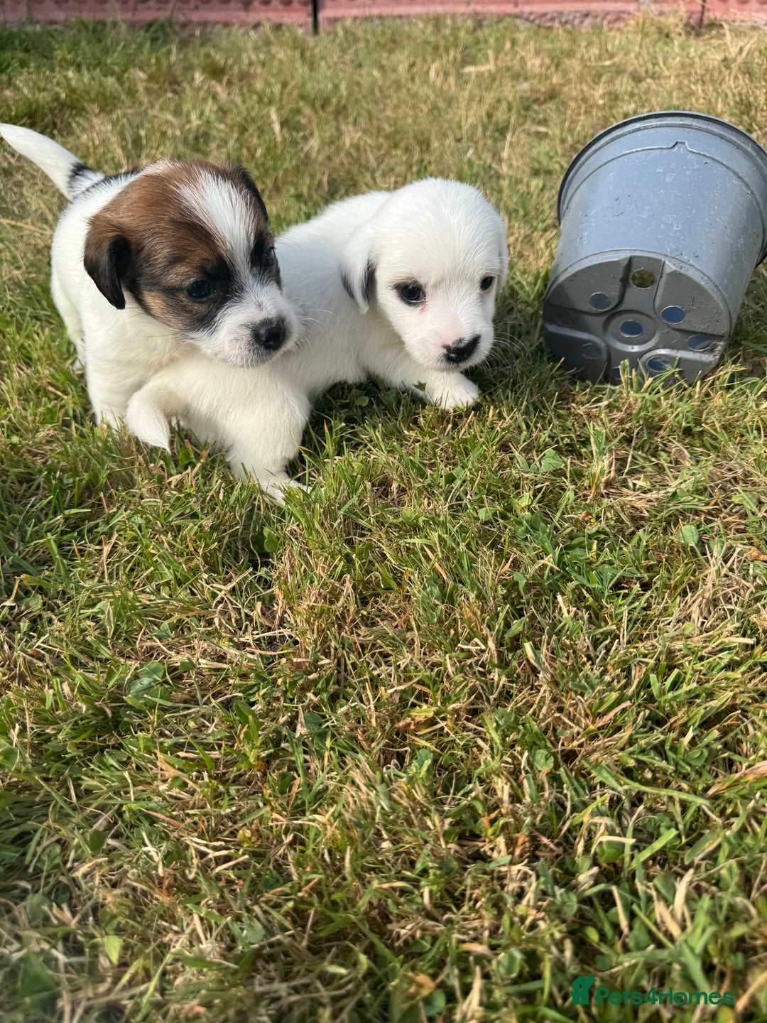 Jack Russell dogs for sale: Pedigree Jack Russell Puppies  - Image 24