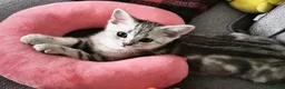 Scottish Fold cats for sale: Last Scottish Straight Silver Tabby Boy Available - Advert 6