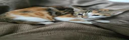 Mixed Breed cats for sale: Beautiful Bengal × British Shorthair Kittens - Advert 14