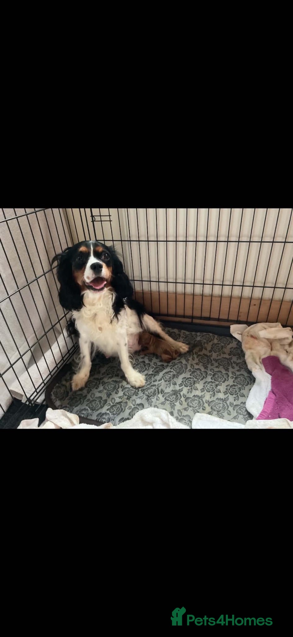 Cavapoo dogs Cavapoo puppies🩷💙 - Advert 2