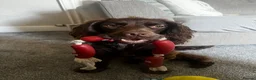 Cocker Spaniel dogs for sale: Devastated to rehome in Accrington - Advert 4