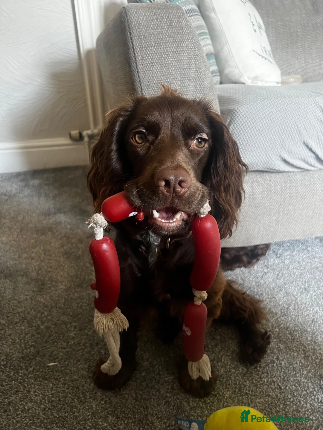 Cocker Spaniel dogs for sale: Devastated to rehome in Accrington - Advert 4