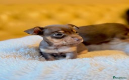 Jack Russell dogs for sale: Stunning Much Wenlock puppies  - Image 5