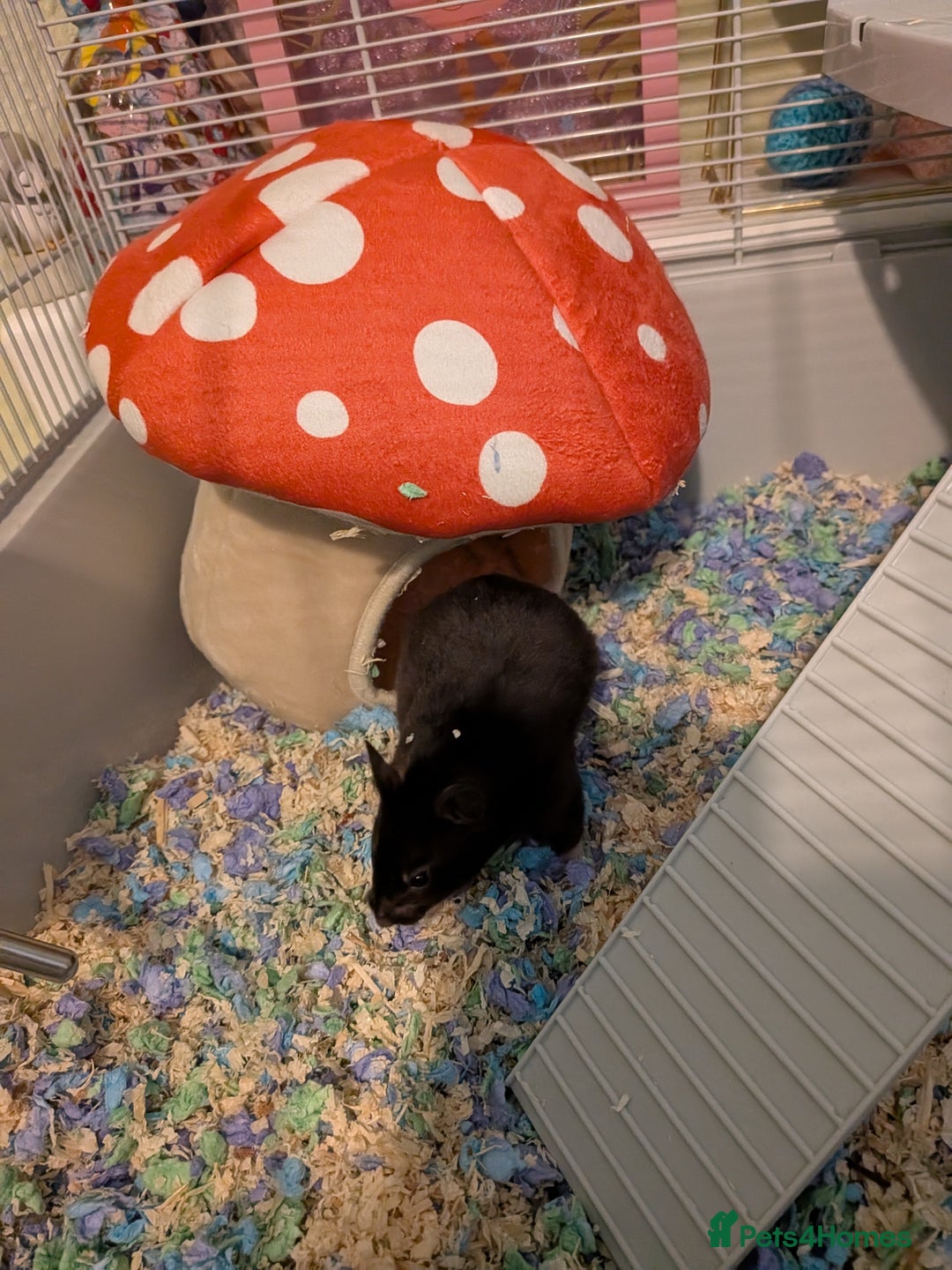 Hamster rodents for sale: Female Syrian hamster needs a new home - Advert 4