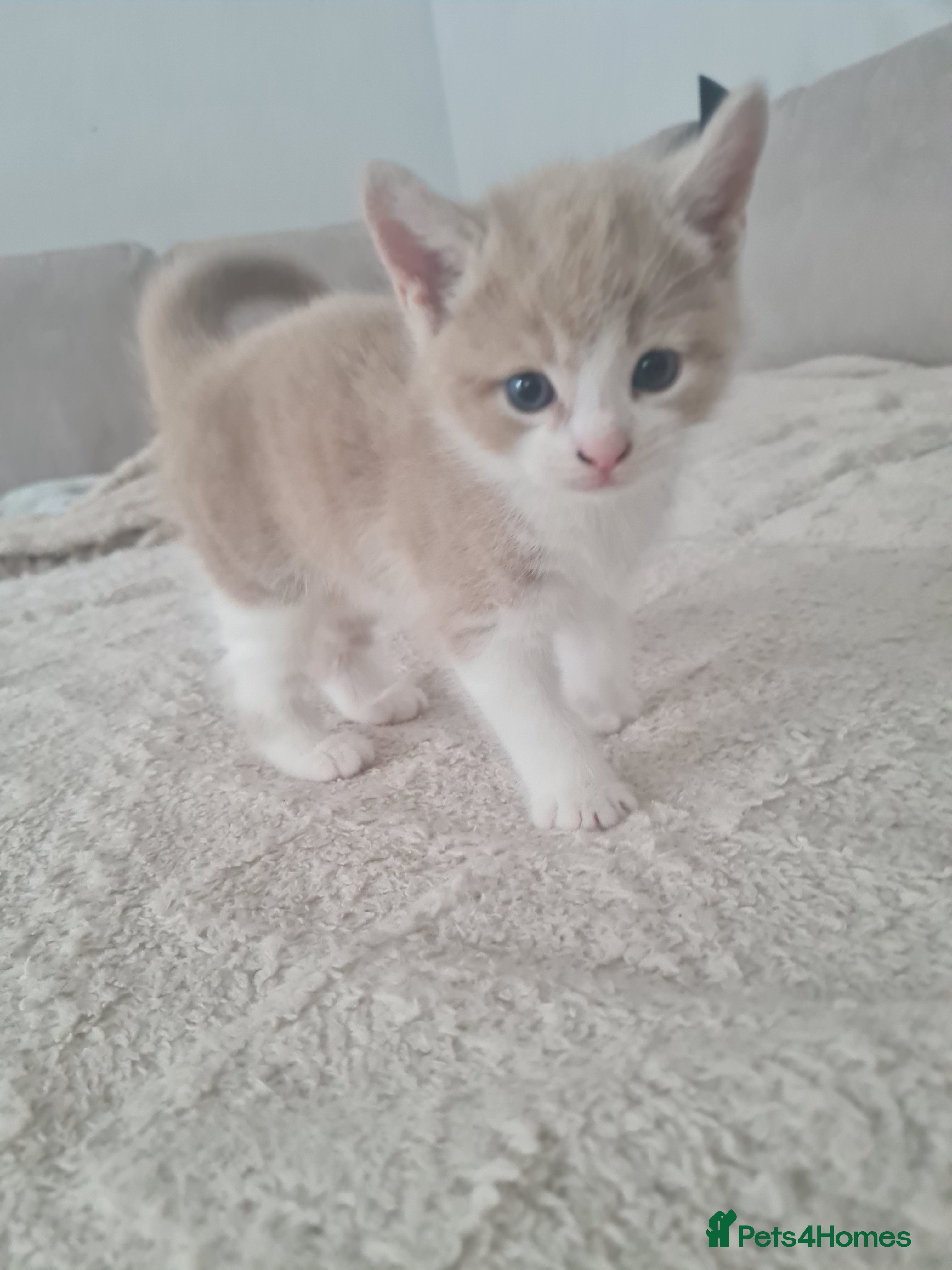 Mixed Breed cats Beautiful kittens - Advert 16