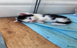 Mixed Breed cats for sale: Beautiful kittens  - Image 18