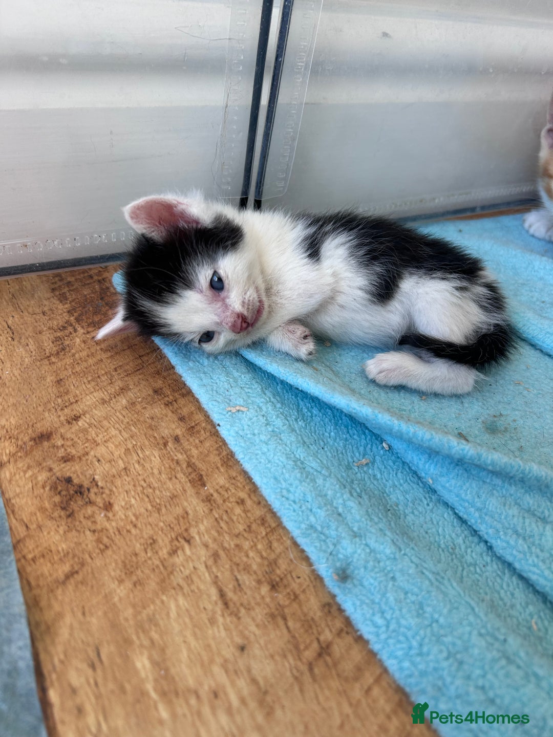 Mixed Breed cats for sale: Beautiful kittens  - Image 18