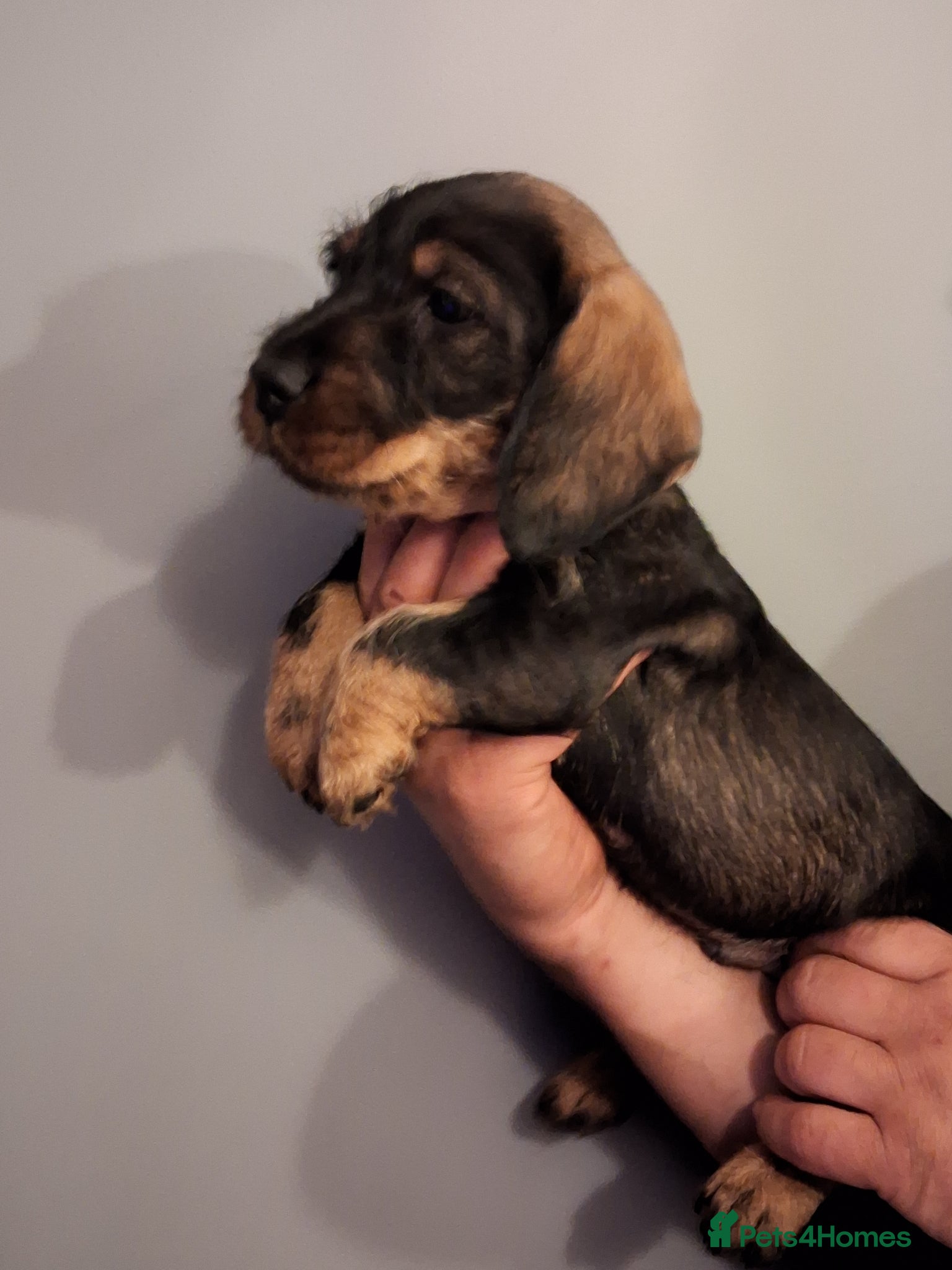 Dachshund dogs Standard Wirehaired Dachshund/Teckel Puppies - Advert 2