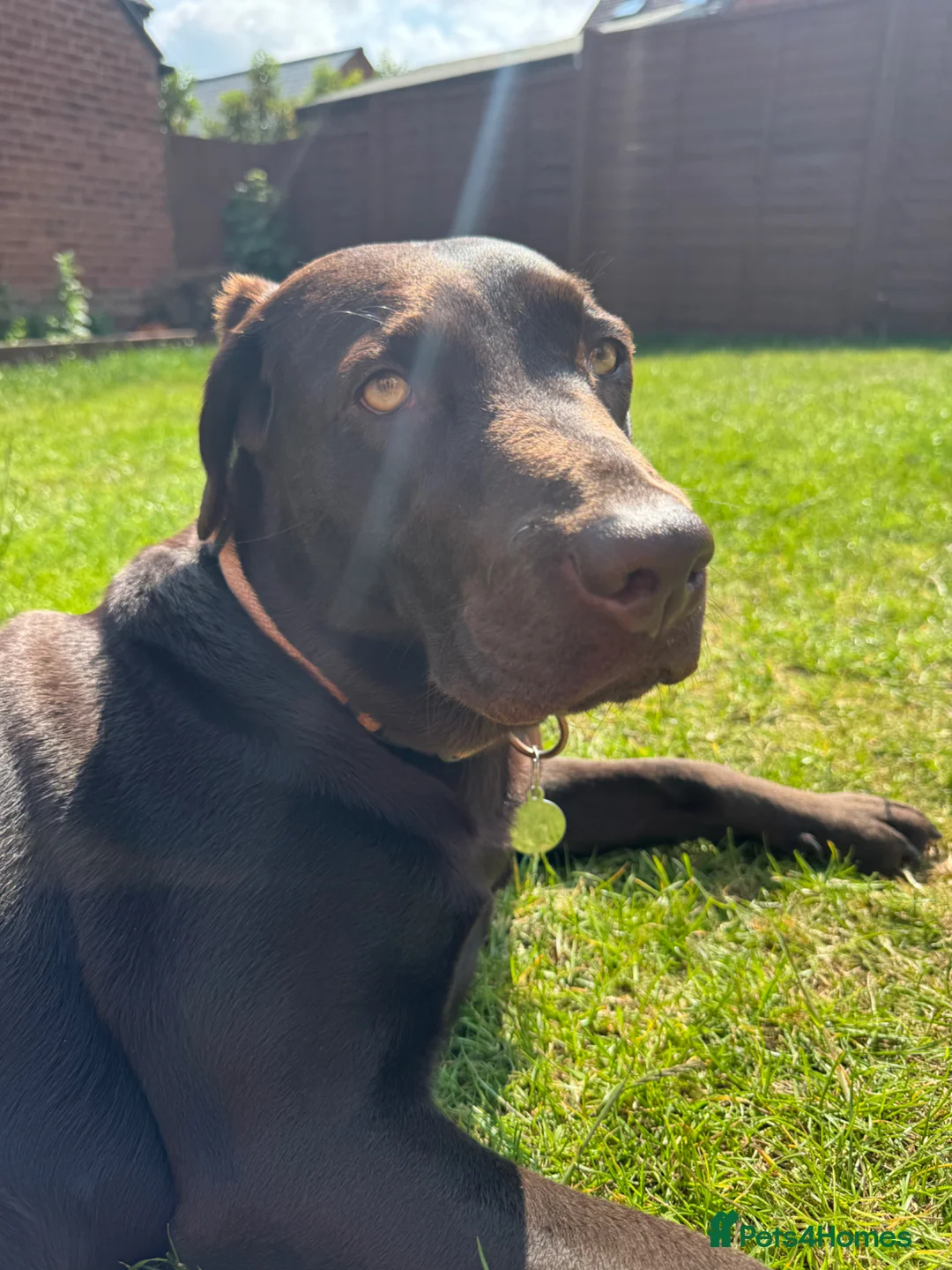 Labrador Retriever dogs for sale: Pedigree Bitch Chocolate Labrador aged 2 in Bicester - Advert 7