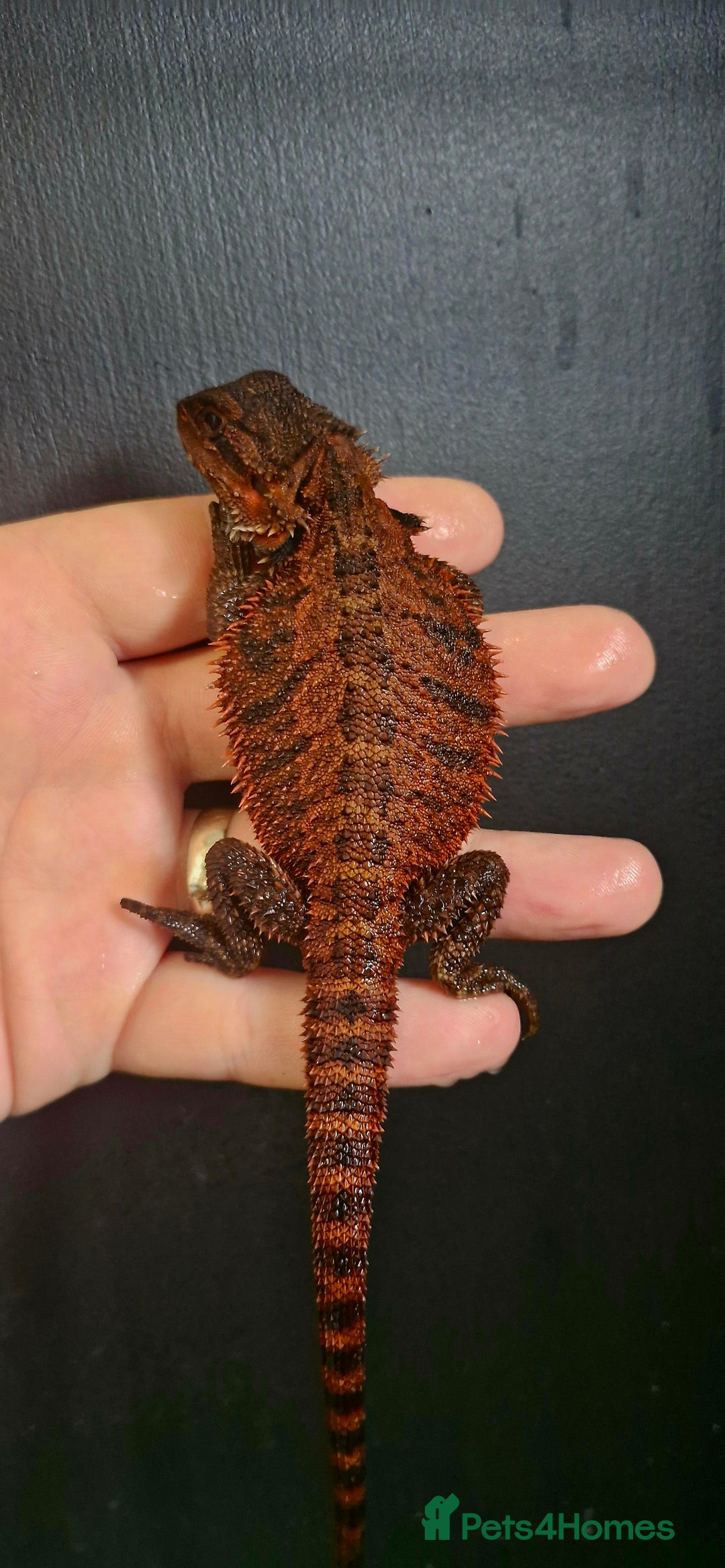 Bearded Dragon reptiles for sale: Pogona vitticeps + vitticeps/Barbata hybrids - Image 27