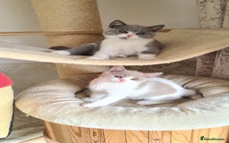 British Shorthair cats for sale: GCCF Lilac,Blue,Bicolor quality BSH kittens  - Image 5