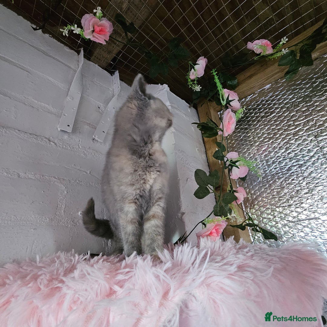 British Shorthair cats for sale: Beautiful kitten GCCF registered - Advert 14