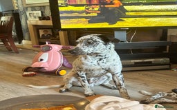 Mixed Breed dogs for sale: 2 male dogs  - Image 6