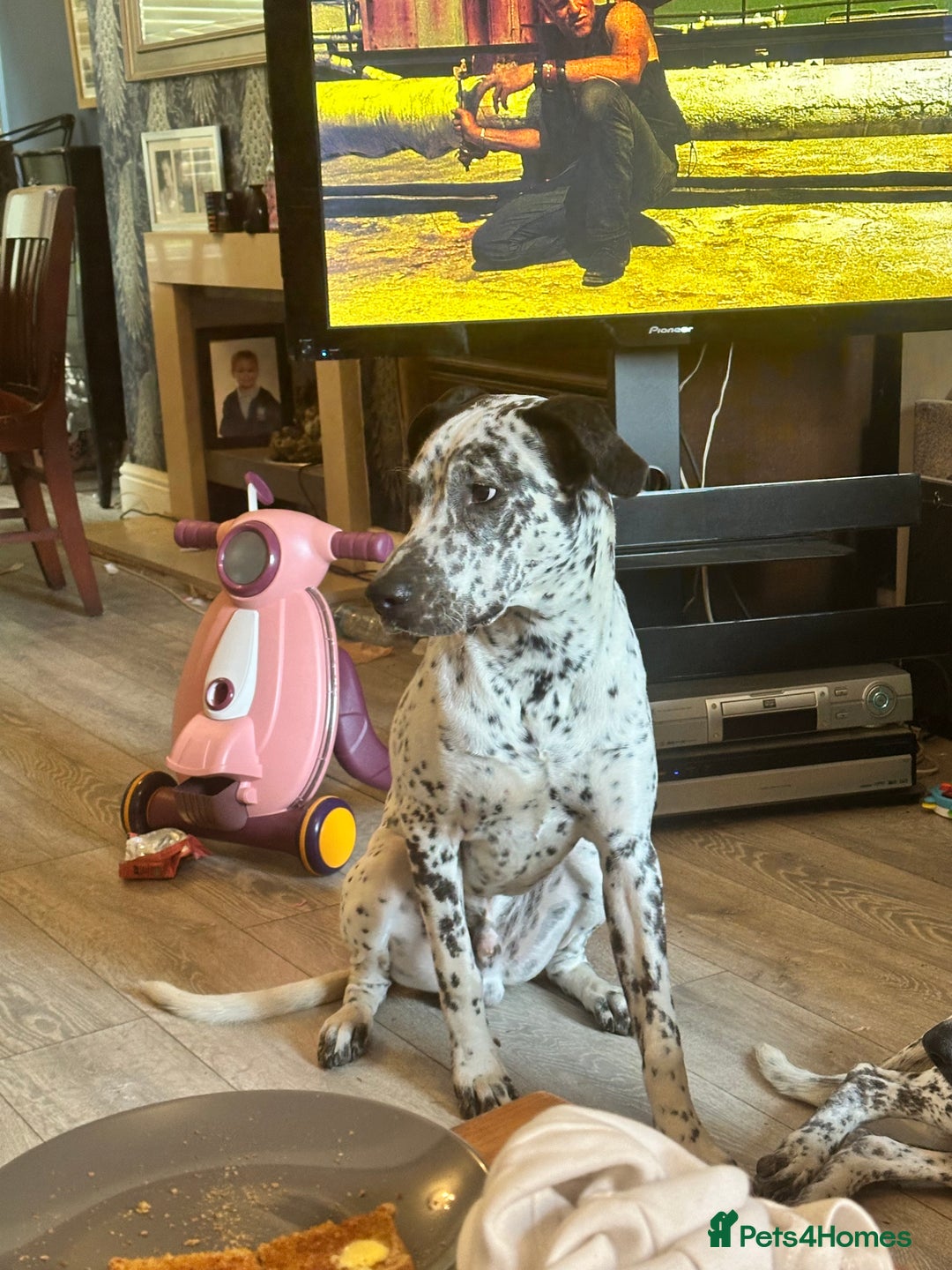 Mixed Breed dogs for sale: 2 male dogs  - Image 6