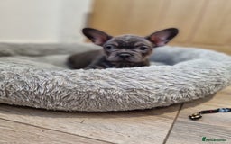 French Bulldog dogs for sale: Quality french bulldogs available to leave 🐾 - Image 37