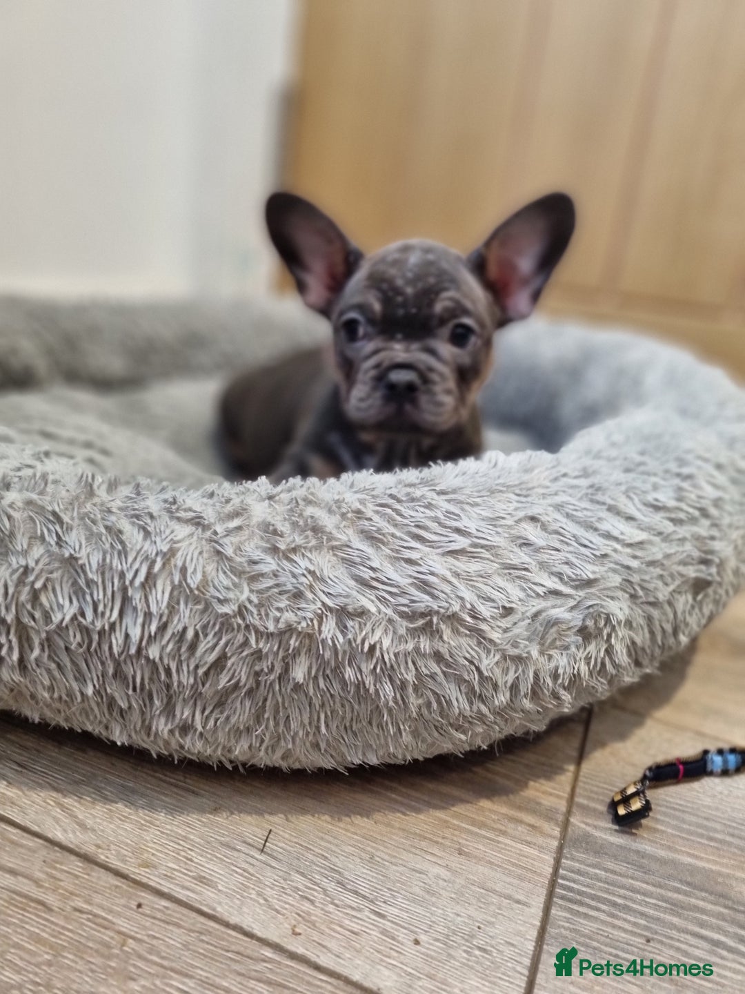 French Bulldog dogs for sale: Quality french bulldogs available to leave 🐾 - Image 37