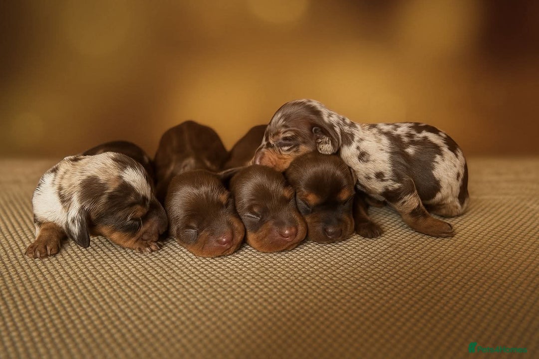 Miniature Dachshund dogs for sale: Pedigree KC show line miniature dachshund puppies  - Image 2