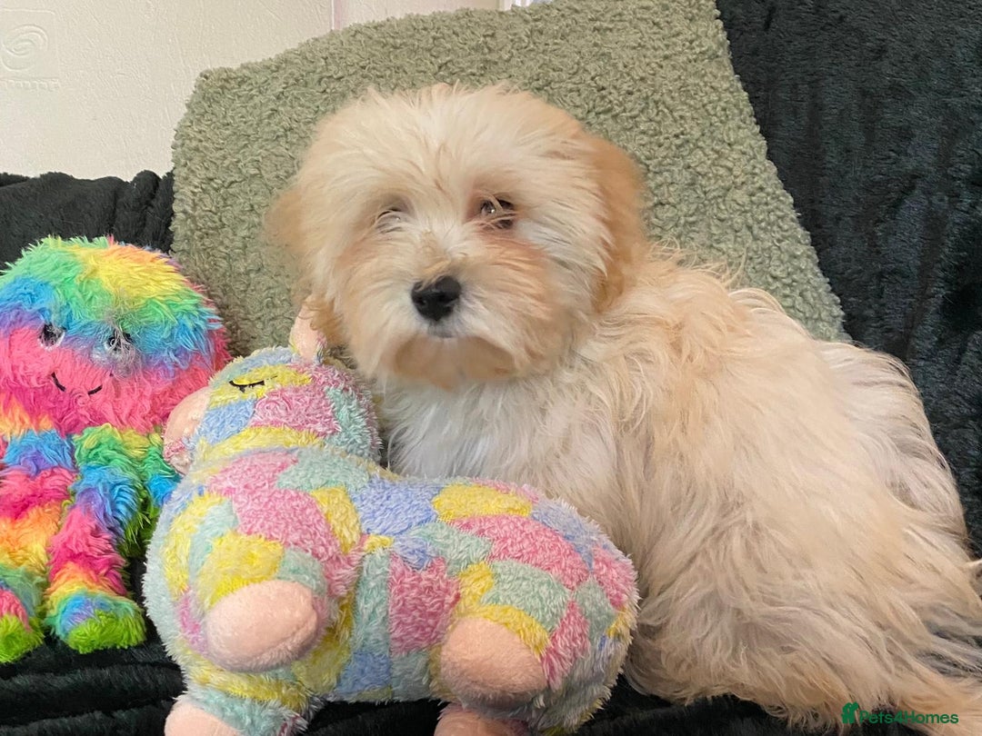 Maltipoo dogs for sale: maltipoo puppies for sale  - Image 30
