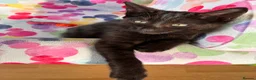 Mixed Breed cats for sale:  Kittens - Advert 15