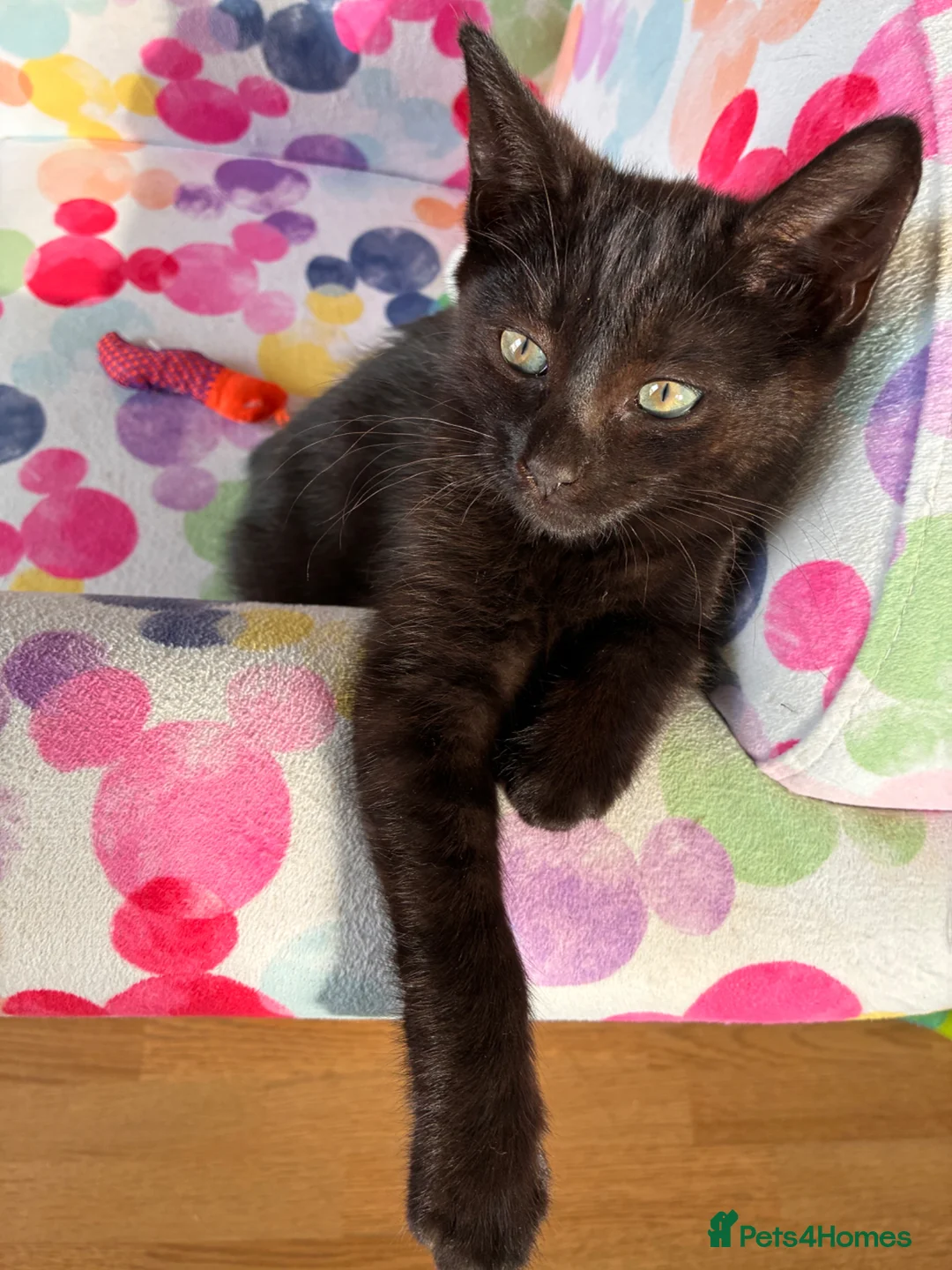 Mixed Breed cats for sale: Last remaining female kitten - Advert 2