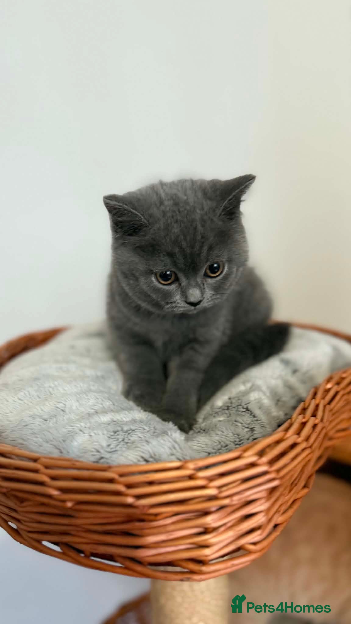 Brazilian Shorthair cats Stunning Blue British Shorthair (last available) - Advert 2