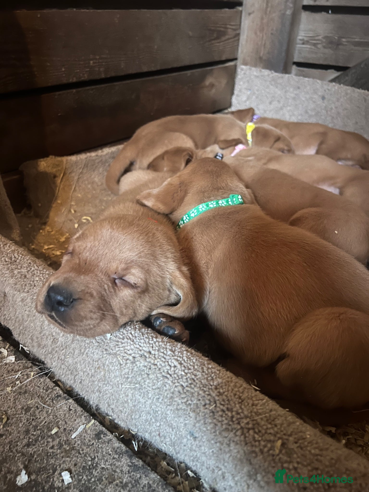 Labrador Retriever dogs Stunning Fox Red Labrador pups for sale - Advert 11