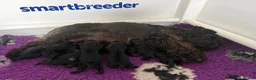 Miniature Schnauzer dogs for sale: Stunning black litter - Advert 9