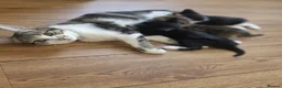 Domestic Shorthair cats for sale: Black and White Kitten - Advert 5