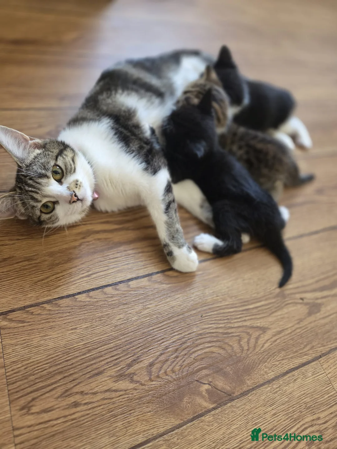 Domestic Shorthair cats for sale: Black and White Kitten - Advert 5