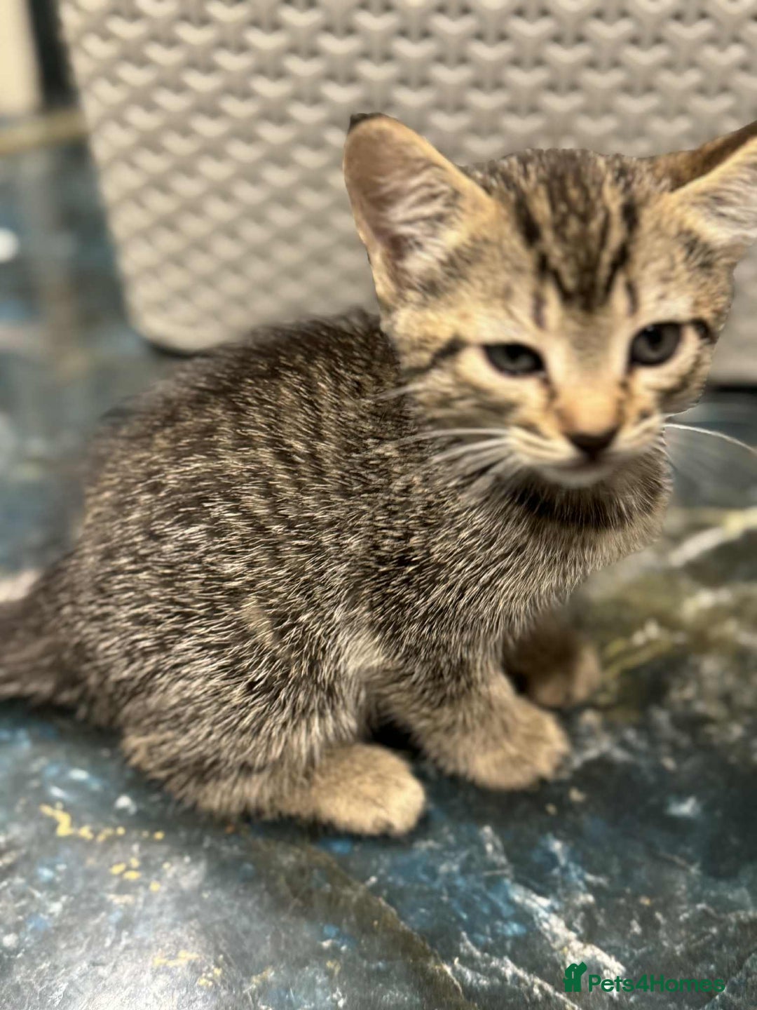 Mixed Breed cats for sale: Adorable Mixed Breed Kitten for Sale! - Image 10