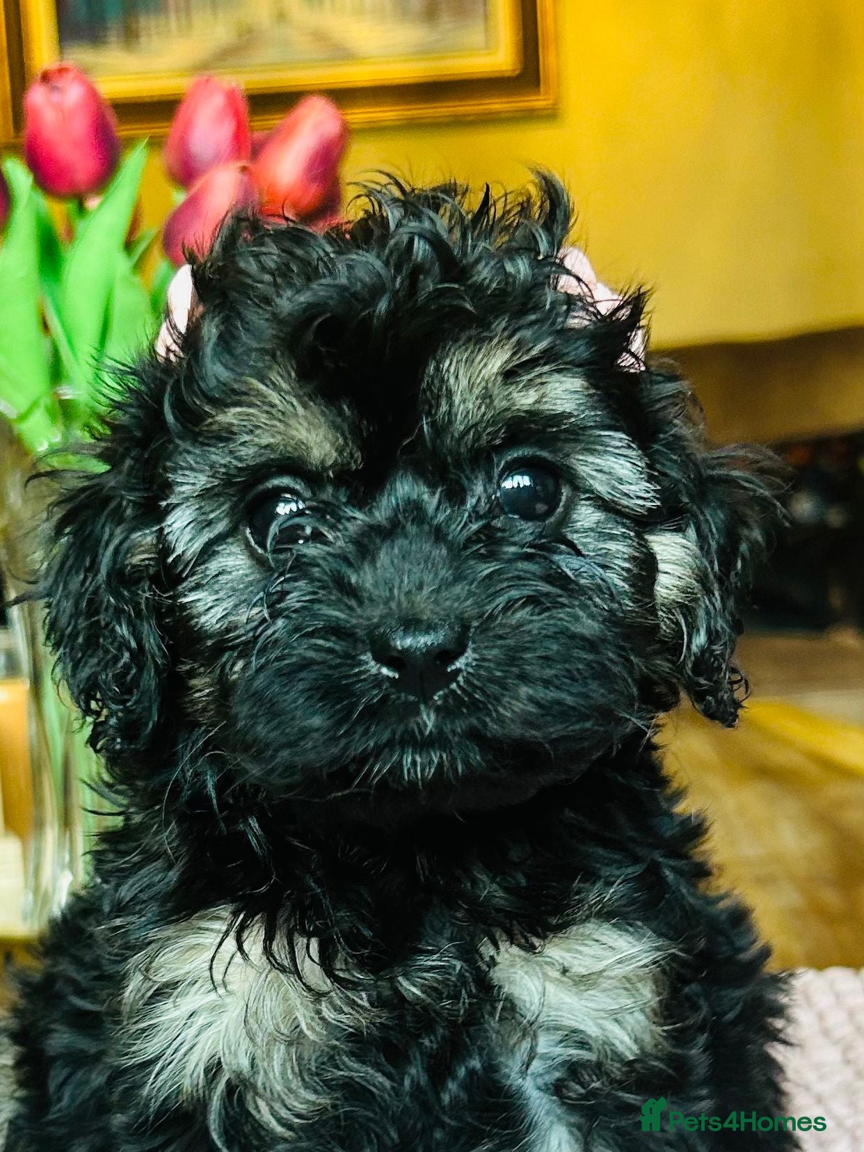 Cavapoo dogs READY NOW! Beautiful Black Tan Cavapoo Pups - Advert 2