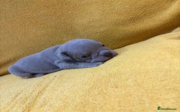 English Bulldog dogs for sale: For sale: 7 English Bulldog Puppies - Image 14
