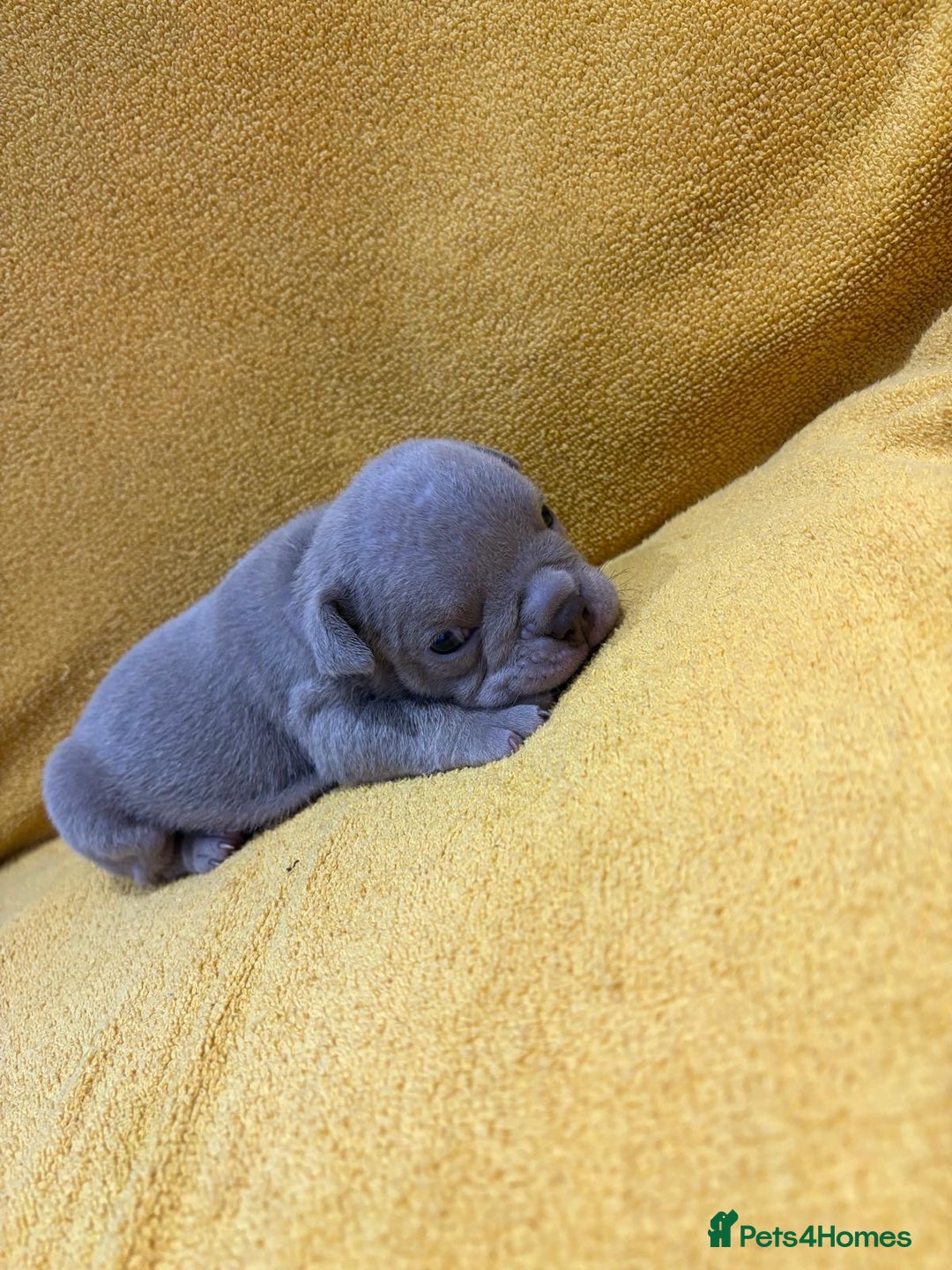 English Bulldog dogs for sale: For sale: 7 English Bulldog Puppies - Image 14