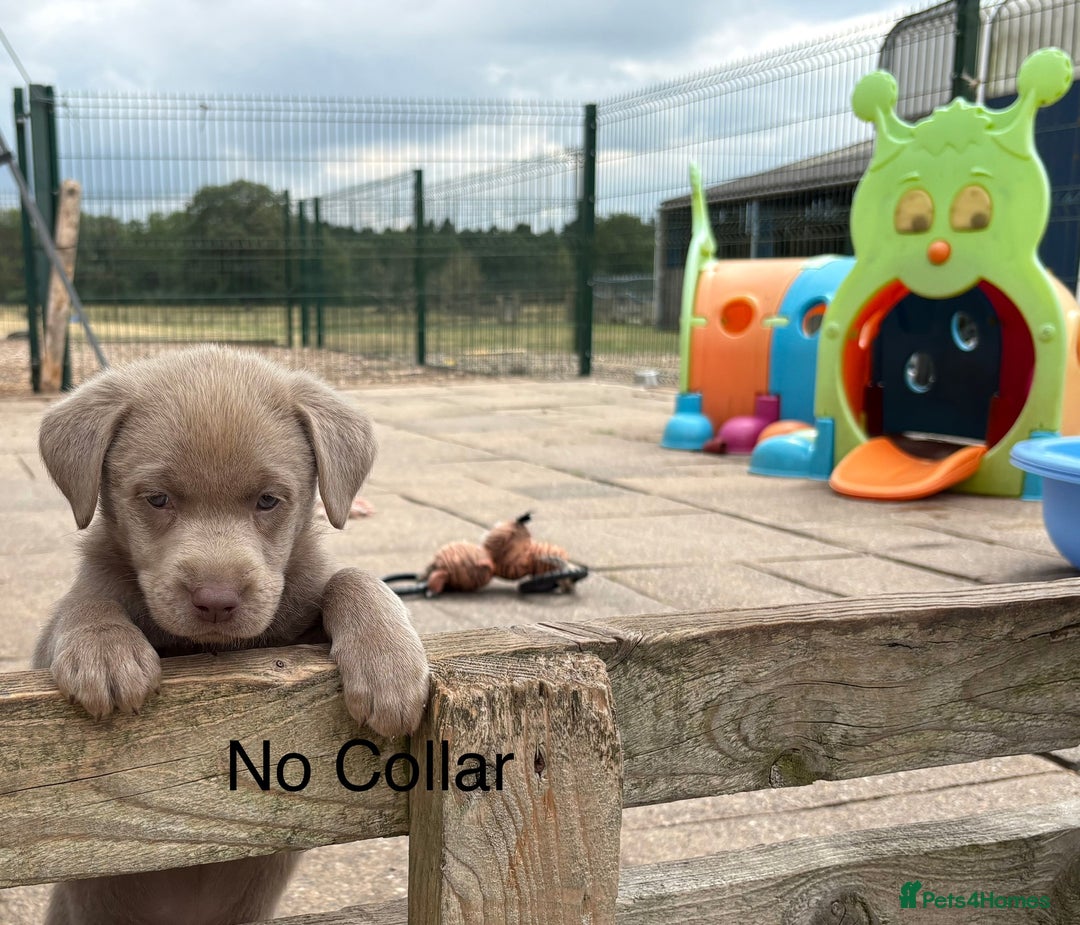 Labrador Retriever dogs for sale: Beautiful Silver & Charcoal KC Labs - Image 5