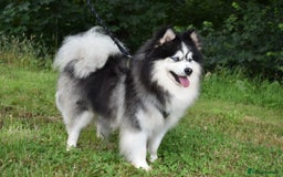 Pomsky dogs for stud: American Import blue eyed F3 Pomsky Bb/Dd in Ammanford - Image 1